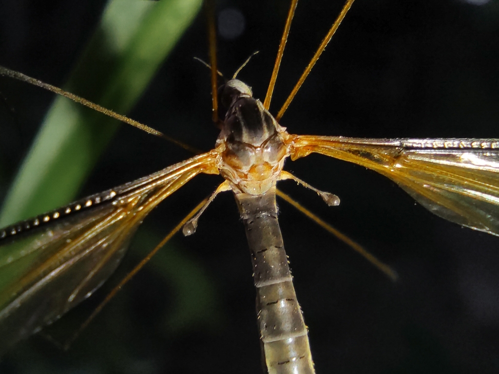 Leptotarsus cisatlanticus