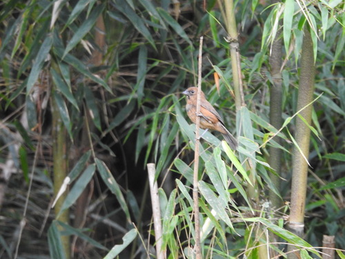 Blackish-blue Seedeater (Amaurospiza moesta), photo 6