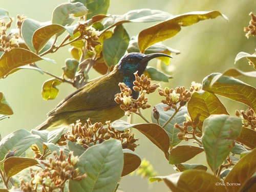iNaturalist image