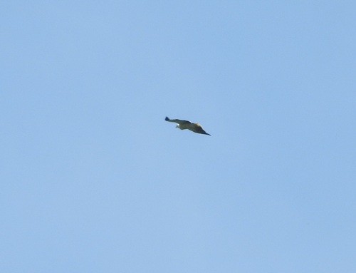 Mantled Hawk (Pseudastur polionotus), photo 9