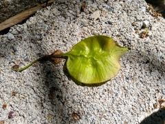 Pterocarpus acapulcensis