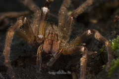 Phoneutria nigriventer