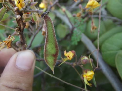 Erythrostemon palmeri