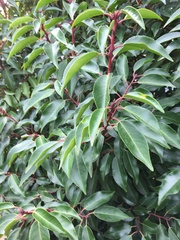 Prunus lusitanica