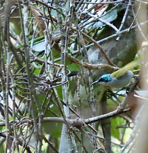 Bannerman's Sunbird (Cyanomitra bannermani), photo 3