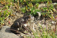 Pleurodema bufoninum