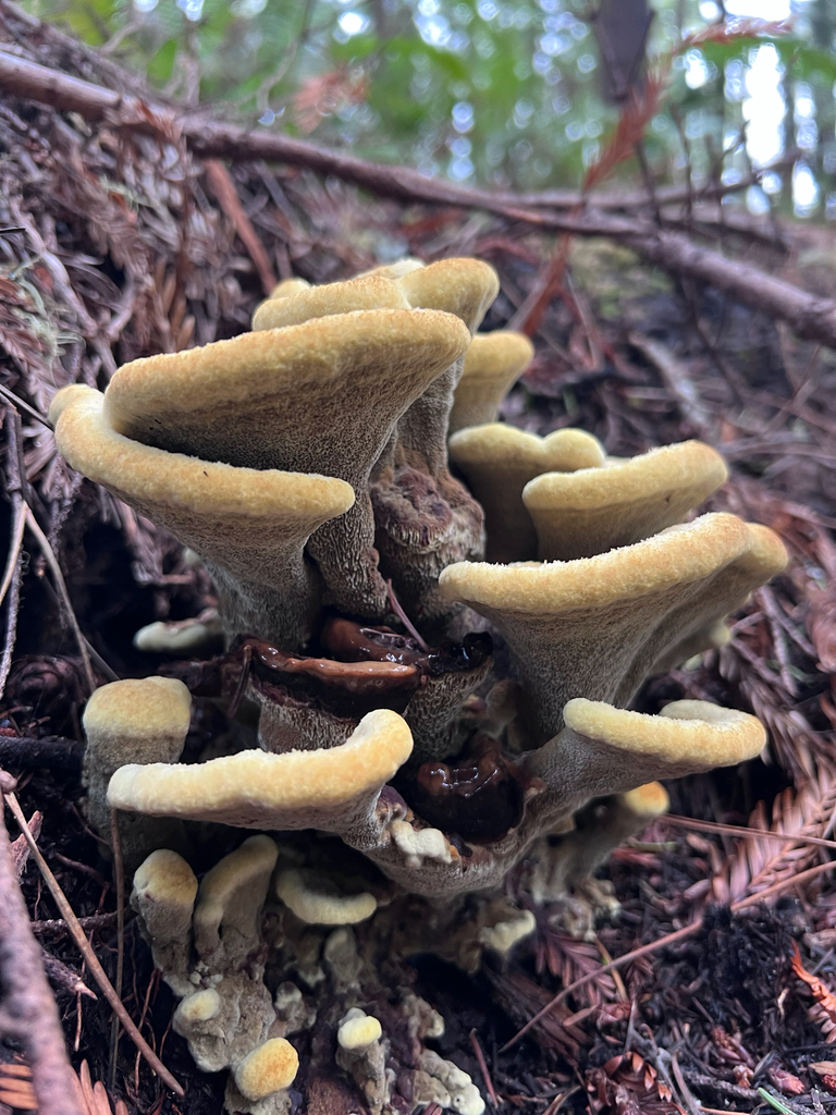 Phaeolus hispidoides · November 2025 · photo: © staffordcorey (iNaturalist, cc-by)