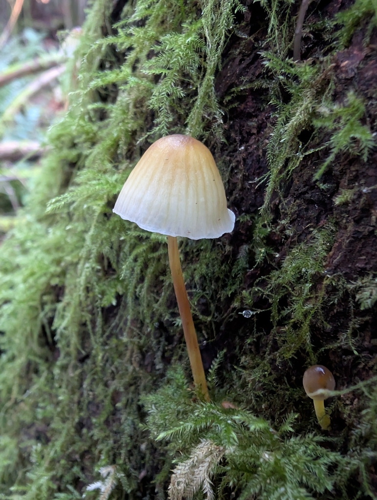 Mycena epipterygia · November 2025 · photo: © simonele (iNaturalist, cc-by)