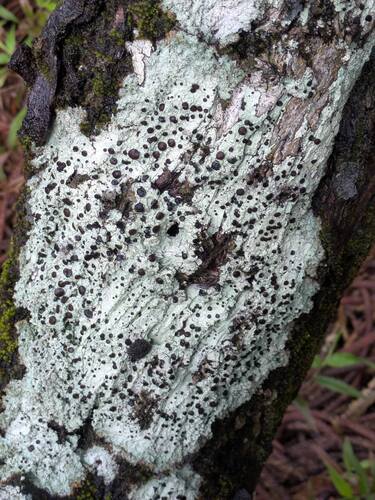 Megalospora, 2025-11-21