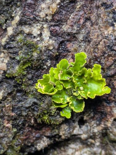 Lobaria, 2025-11-21