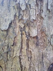 Pterocarpus acapulcensis