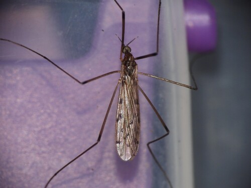 Unknown species found near Monmouth County, US-NJ, US