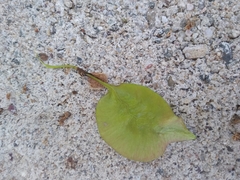 Pterocarpus acapulcensis