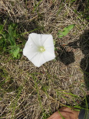 Calystegia spithamaea