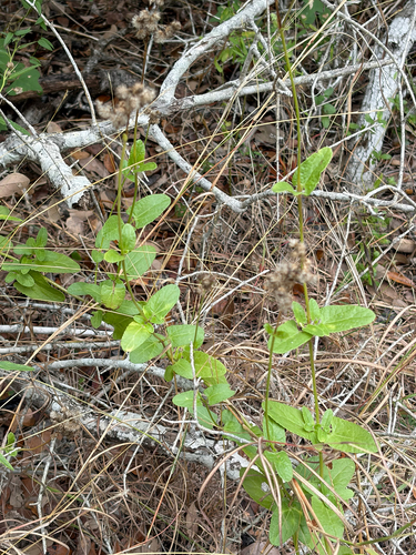 Conoclinium betonicifolium, photograph 5