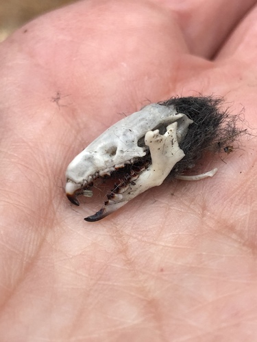 Northern Short-tailed Shrew