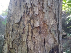 Pterocarpus acapulcensis