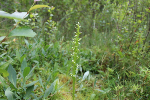 north wind bog orchid (Platanthera aquilonis)