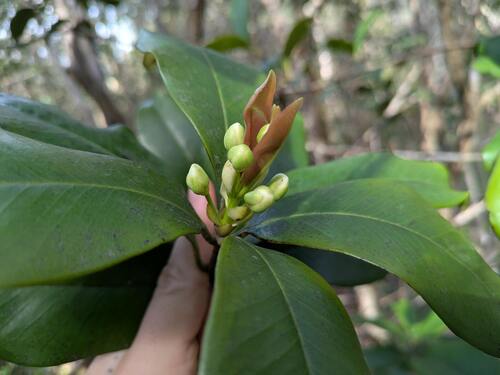 Eugenia brasiliensis, photograph 6
