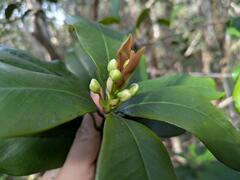 Eugenia brasiliensis, photograph (c) Kevin Faccenda, some rights reserved (CC BY)
