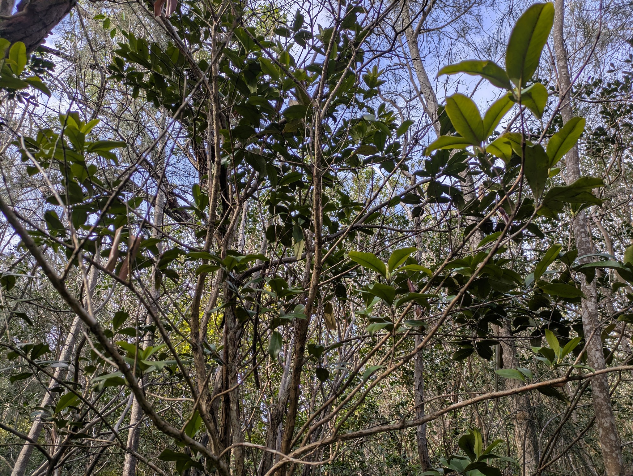Grumichama (Eugenia brasiliensis)