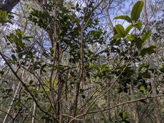 Grumichama (Eugenia brasiliensis)