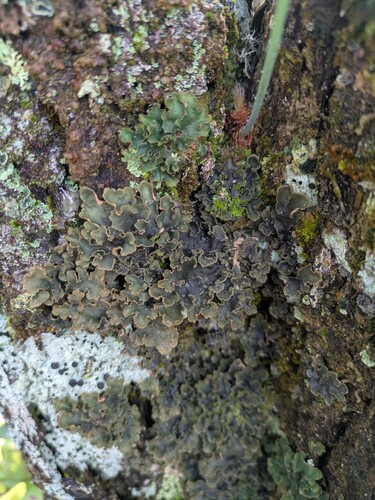 Sticta scabrosa observed 2025-11-21