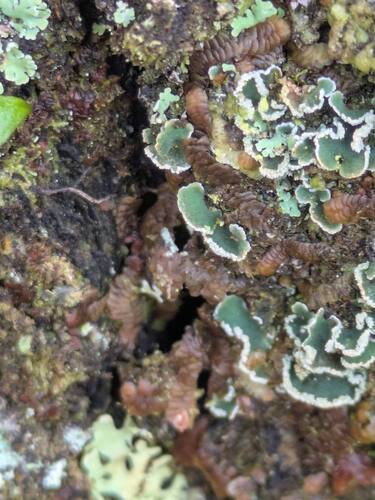 Erioderma tomentosum, 2025-11-21