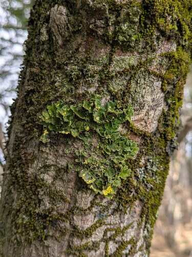 Lobaria, 2025-11-21
