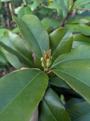 Eugenia brasiliensis, photograph 5