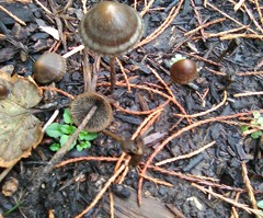 Panaeolus cinctulus