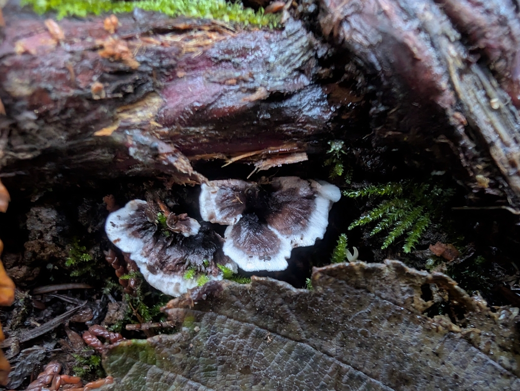 Phellodon melaleucus · November 2025 · photo: © simonele (iNaturalist, cc-by)