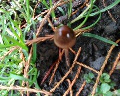 Panaeolus cinctulus
