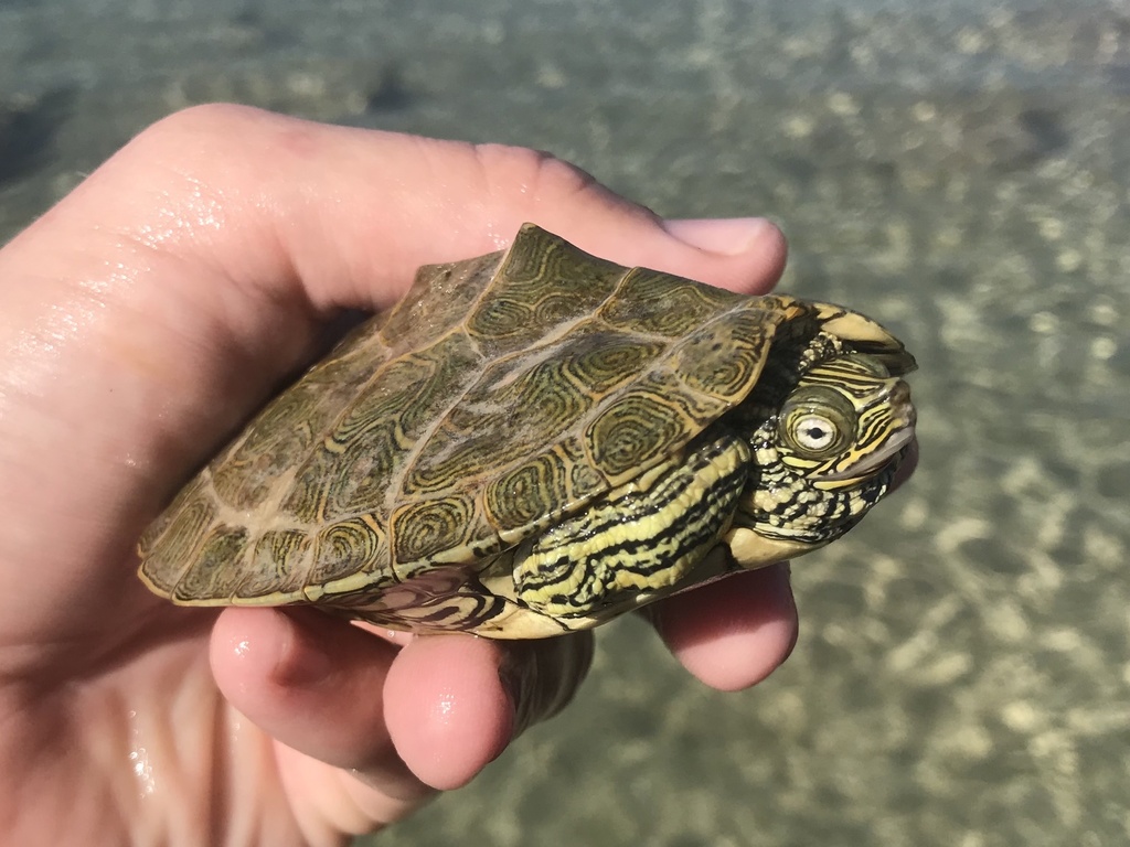 Cagle's Map Turtle in January 2020 by Nick Loveland · iNaturalist