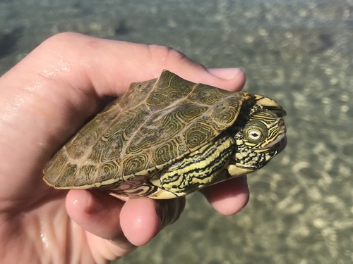 Cagle's Map Turtle, Graptemys caglei