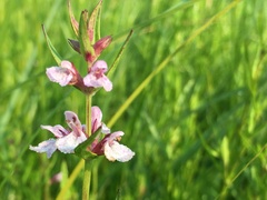Stachys hyssopifolia