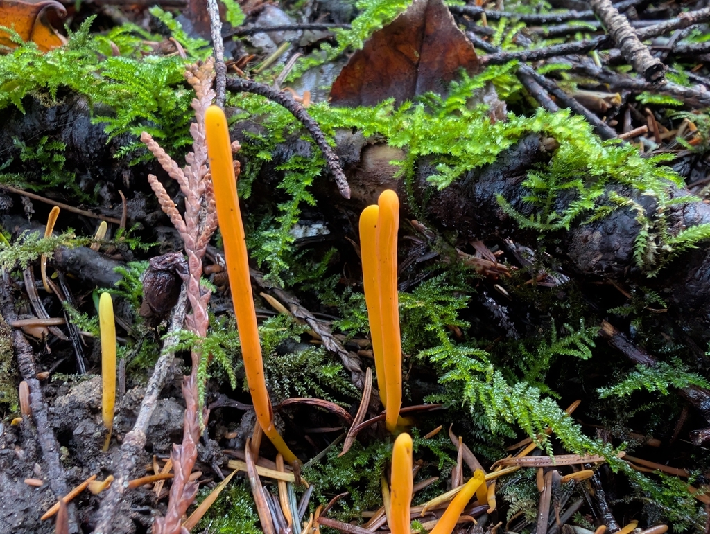 Clavulinopsis sp. 'laeticolor-PNW02' · November 2025 · photo: © simonele (iNaturalist, cc-by)
