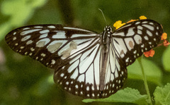 Ideopsis juventa