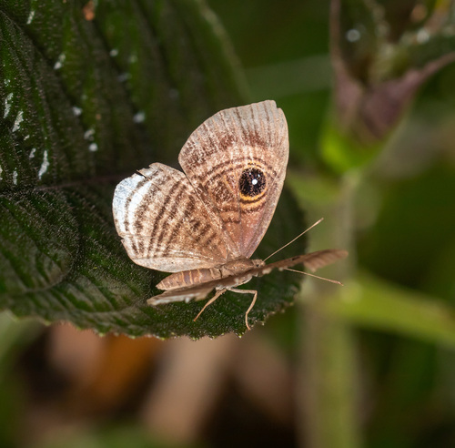 Myonia, 2025-11-30