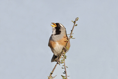 Saltatricula multicolor