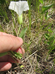 Calystegia spithamaea