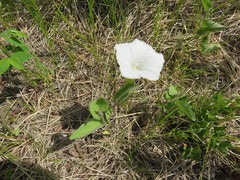 Calystegia spithamaea
