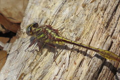 Phanogomphus cavillaris