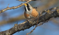 Saltatricula multicolor