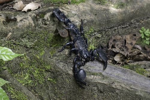 Photo of Common Emperor Scorpion (Pandinus imperator)