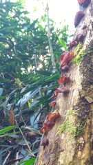 Auricularia