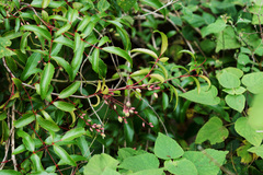 Berberis gracilis