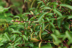 Berberis gracilis