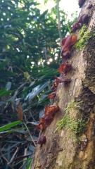 Auricularia