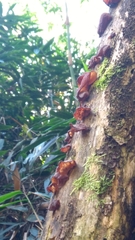 Auricularia